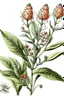 Placeholder: botanical drawing of milkweed