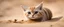 Placeholder: snail gremlin sand cat in burrow