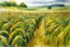 Placeholder: žitno polje akvarel