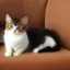 Placeholder: cute cat on sofa