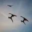 Placeholder:  pterosaurs flying in the sky