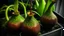 Placeholder: Nepenthes attenboroughii inspirado en el estillo de Hugo Pratt