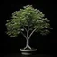 Placeholder: money tree dark