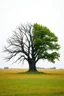 Placeholder: generate an image of a large tree in the middle of a field. one half of the tree represents evil. it is dark and dead and barren with no leaves or growth and the grass at its base appears dead. the other half of the tree represents good. it is healthy, full of leaves. the background should be a normal, average outdoor field. the theme is polarity and good vs. evil