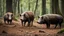 Placeholder: wild pigs with tusks in woodland