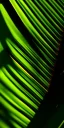 Placeholder: palm leaf's shadow, texture, low contrast