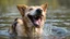 Placeholder: laughing dog in water