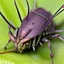 Placeholder: a man-faced_stink_bug, Catacanthus_incarnatus macro HDR photo