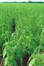 Placeholder: cover crops agriculture