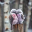 Placeholder: close up of a fluffy adorable light purple bird closely snuggling up against a light pink fluffy bird on a rustic wooden fence post during a snowstorm, intricate feather textures, birch trees in background, high shutter speed nature photography, sharp feather texture and coloring, soft winter light filtering, ambient shadows, cool color palette, by Andy Kehoe