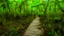 Placeholder: trail through the swamp