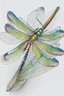 Placeholder: dragonfly, detailed, realistic, vivid colors, white background