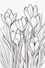 Placeholder: outline art for Spring: Crocuses , White background. sketch style, clean line art, white background, no shadow and clear. White/black