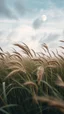 Placeholder: Windblown grass with winds with clouds and moon in the background