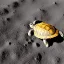 Placeholder: turtle on the moon