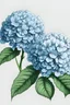 Placeholder: realistic hydrangeas line grawing