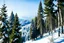 Placeholder: snow covered pine forest in the mountain