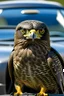 Placeholder: a falcon as part of the hood of a car. the falcon is becoming alive while still be part of the car