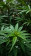 Placeholder: create a plant Marijuana and focus on a group of leaves, they have some water drops but no too exagerated, make the photo nearer and the water frops bigger, the background is like in a jungle