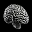 Placeholder: دماغ