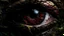 Placeholder: A close-up of a large, menacing eye with a red iris and slit pupil, surrounded by a dark, ominous background featuring twisted, gnarled branches and foliage