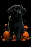 Placeholder: graphic Halloween, black dog, furry