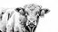 Placeholder: Detailed pencil drawing of a fluffy cow, inspired by Albrecht Dürer's animal studies, intricate shading and texture, realistic yet whimsical style, black and white with pops of color in the flowers around the cow's neck.