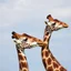 Placeholder: Among giraffes, there's more same-sex than opposite-sex activity. In fact, studies say gay sex accounts for more than 90 percent of all observed sexual activity in giraffes. And they don't just get straight to business.