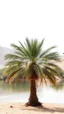 Placeholder: Water color of date palm tree by the lake all white desert background