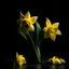 Placeholder: Create small bouquet yellow daffodil colour and black background