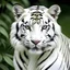 Placeholder: white tiger