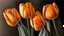 Placeholder: Realistic drawing of orange tulips.