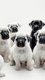 Placeholder: A group of all white puppies in white environment playing all picture and background are white , there is only one puppy is all black