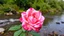 Placeholder: A Realistic Beautiful Rose With Pink And Red Petals In It On Nature Riverside Background.