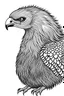 Placeholder: a Vulture. centered flat minimalistic black and white high contrast line drawing, coloring book style, {prompt}, (white sky, white clouds,mandala style, white hair, white objects, white clothing, white fur, white skin, white terrain, white scales), blank white background.