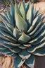 Placeholder: Varigated agave