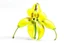 Placeholder: yellow lady slipper flower centeredon a white background