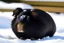 Placeholder: black guinea pig with brown nose, sledge, snow