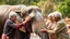 Placeholder: Elderly pensioners washing an elephant. Everyone is happy. Photographic quality and detail, award-winning image, beautiful composition.