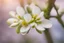 Placeholder: close-up of an almond flower trying to bloom, blurred background, bright side lighting.