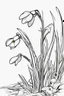 Placeholder: outline art of snowdrops only black and white, no colour , White background. sketch style, clean line art, white background, no shadow and clear, no people, no colour, for book