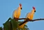 Placeholder: cockatoos, tropical paradise island, sunset