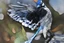 Placeholder: vitrail d'un geai bleu ailes déployées cyberpunk