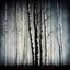 Placeholder: birch tree, rebirth , gothic, darkness