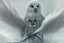 Placeholder: snow winged OWL