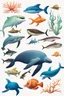 Placeholder: different variations of marine animals montage science book style