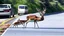 Placeholder: the deceased deer resurrects and chases an older drunk lady down the I90 highway