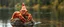 Placeholder: airbrush rendering, close up mushroom lobster gnome on small island in lake, pinhole cam