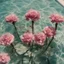 Placeholder: Carnations in a swimming pool, old kodachrome, sunny day