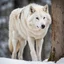 Placeholder: a large white alpha wolf